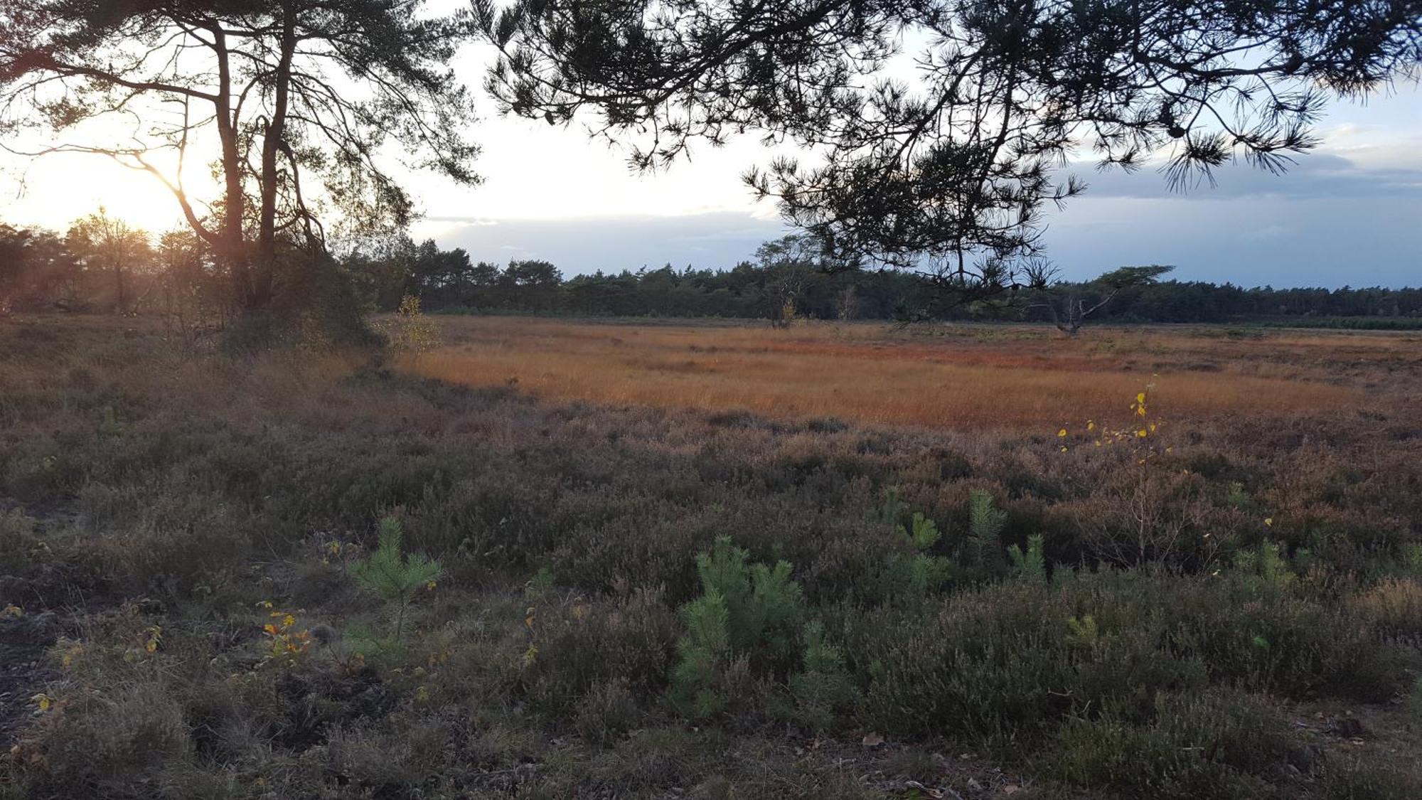 Dennenhuis Vaassen Luaran gambar